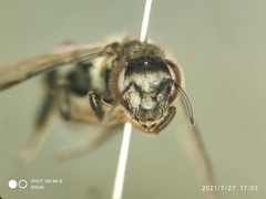Apis andreniformis