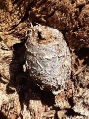 Opodiphthera eucalypti