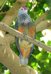 Mariana Fruit-Dove photo 3