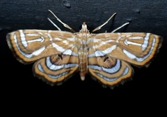 Cymoriza