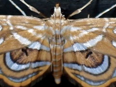 Cymoriza