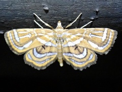 Cymoriza