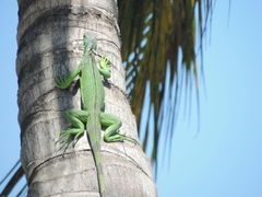Iguana iguana