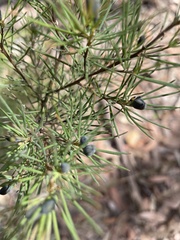 Gompholobium grandiflorum