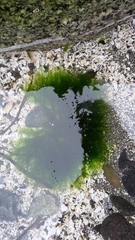 Cladophora microcladioides