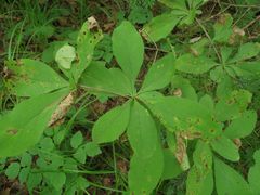 Berberis amurensis