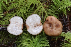 Balsamia oregonensis