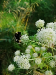 Bombus cryptarum