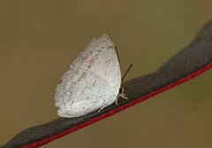 Curetis saronis