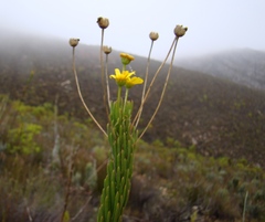 Euryops rehmannii