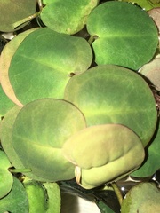 Phyllanthus fluitans