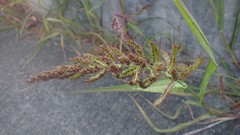 Echinochloa