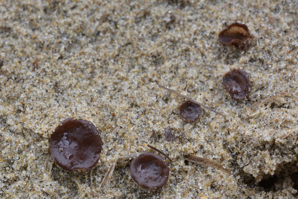 Discinella