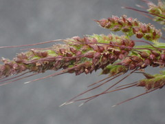 Echinochloa