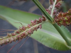Echinochloa