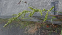 Echinochloa