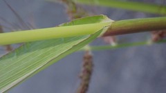 Echinochloa