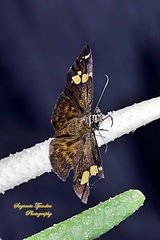 Pseudocoladenia dan