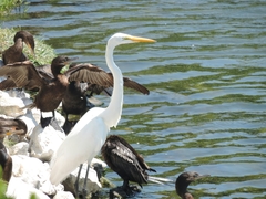 Ardea alba
