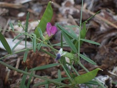 Vicia sativa