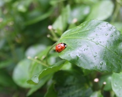 Coccinella septempunctata
