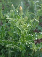 Sonchus asper