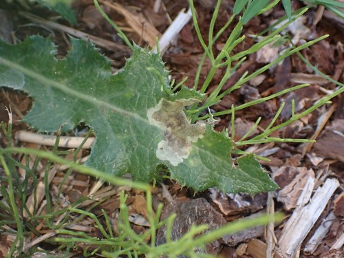 Liriomyza taraxaci photo 2