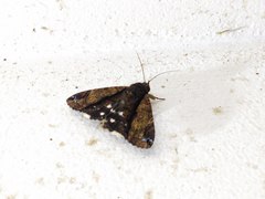 Lepidoptera