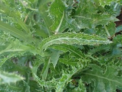 Sonchus asper