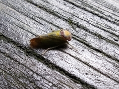 Iassus lanio