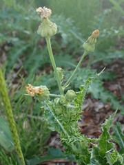 Sonchus asper