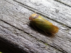 Iassus lanio