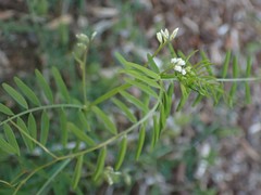 Vicia hirsuta