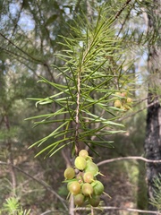 Persoonia linearis