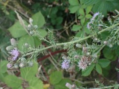 Cirsium arvense