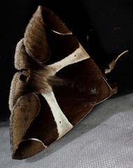 Bastilla crameri