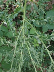 Cirsium arvense