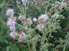 Cirsium arvense