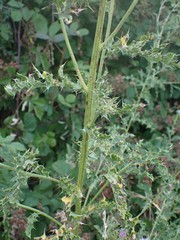 Cirsium arvense