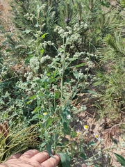 Chenopodium album pedunculare