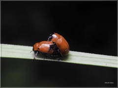 Physosmaragdina nigrifrons