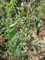 Chenopodium album pedunculare