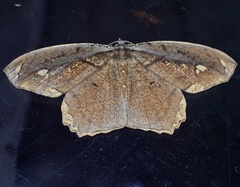 Pareumelea eugeniata