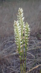 Spiranthes romanzoffiana