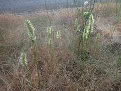 Spiranthes romanzoffiana