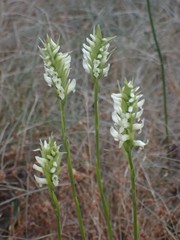 Spiranthes romanzoffiana