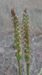 Spiranthes romanzoffiana