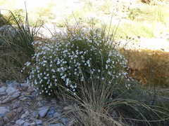 Jamesbrittenia primuliflora