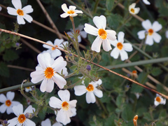 Jamesbrittenia primuliflora