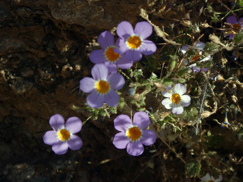 Jamesbrittenia hereroensis image